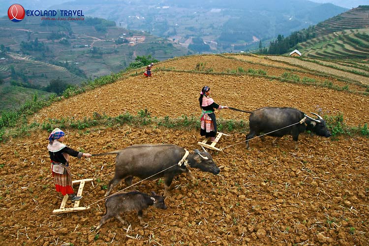 région Bac Ha, ethines Bac Ha, rizières en terrasse Bac Ha