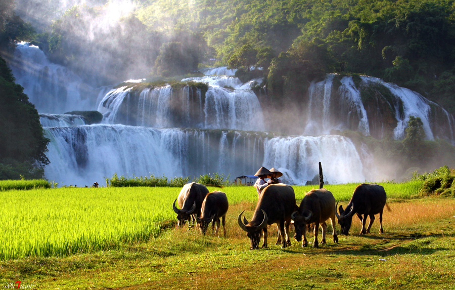 CAO BANG