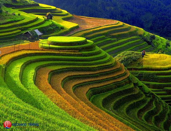 Mu Cang Chai, rizières en terrasse  Mu Cang Chai